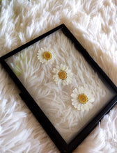 Load image into Gallery viewer, Small Framed pressed Daisies
