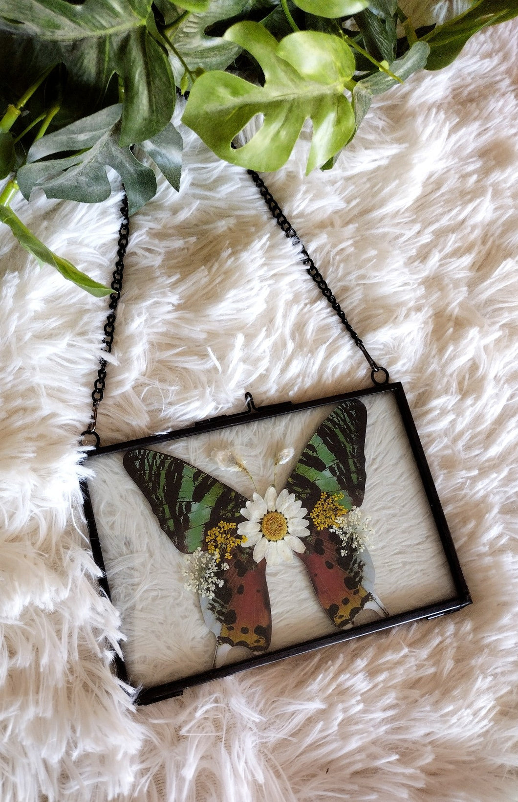 Framed Butterfly/flowers