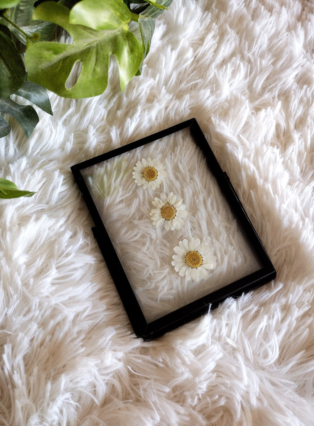 Small Framed pressed Daisies
